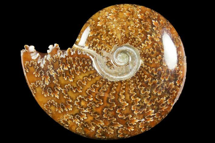 Polished Ammonite (Cleoniceras) Fossil - Madagascar #158255
